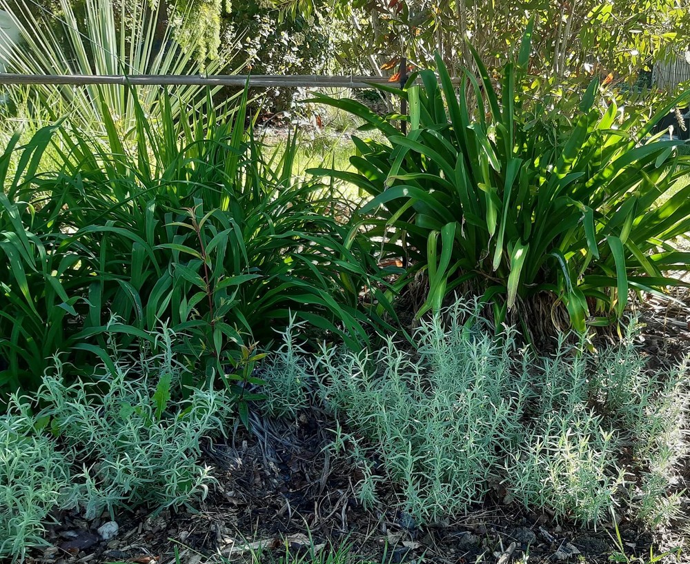 Faites entrer les plantes sauvages dans votre jardin !